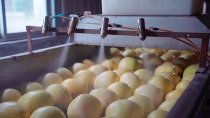 堅(jiān)守品質(zhì)初心 助力農(nóng)產(chǎn)品上行 壹品慧溯源平和管溪蜜柚的實(shí)踐