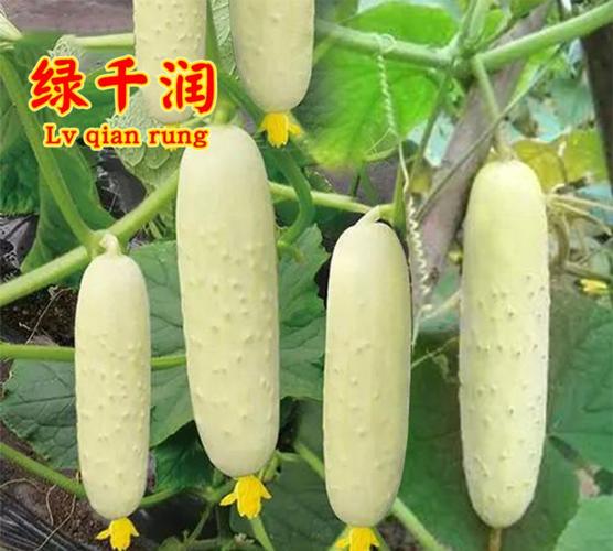 白玉黃瓜春季栽培指南 從選種到采收的農(nóng)家實(shí)戰(zhàn)經(jīng)驗(yàn)