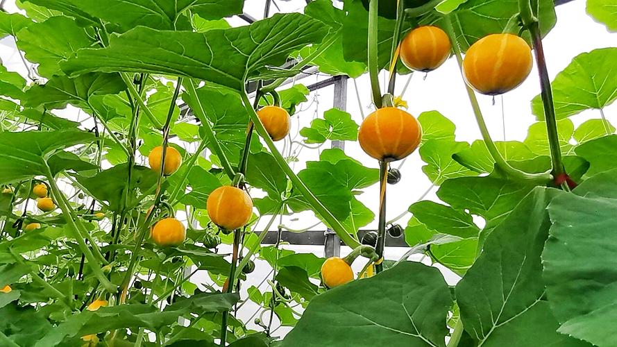 手機(jī)拍出清晰艷麗的瓜果圖片，看看這幾張就知道了